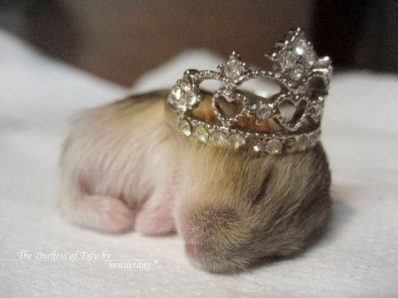 el rey hamster