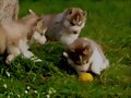 perritos
