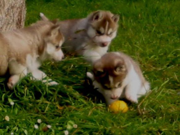 perritos