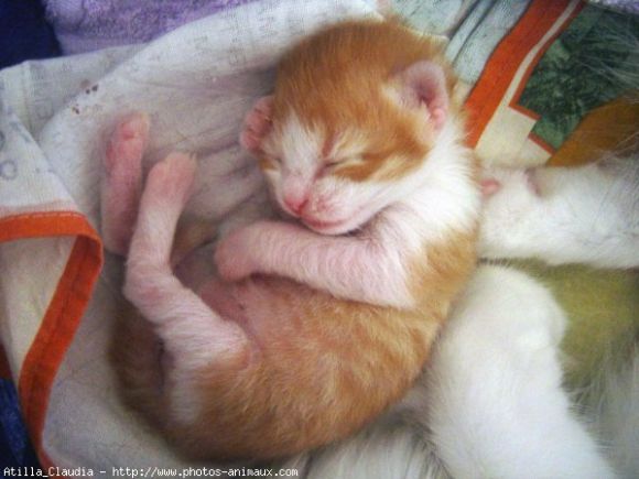 gatito recien nacido