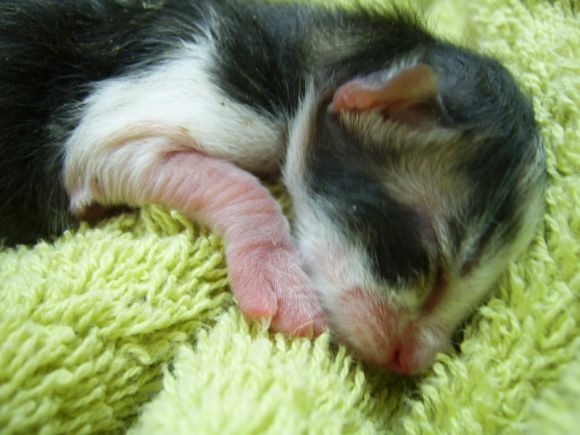 un gatito recien nacido