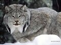 un lince