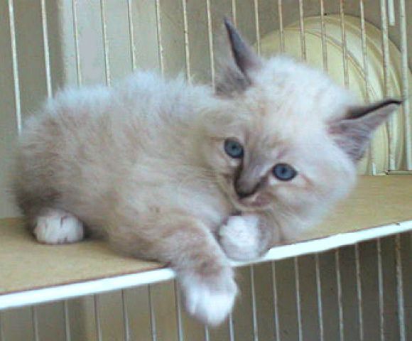 la gatita