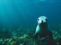 DEBAJO DEL AGUA