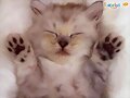 el gatito