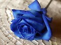 Rosa azul