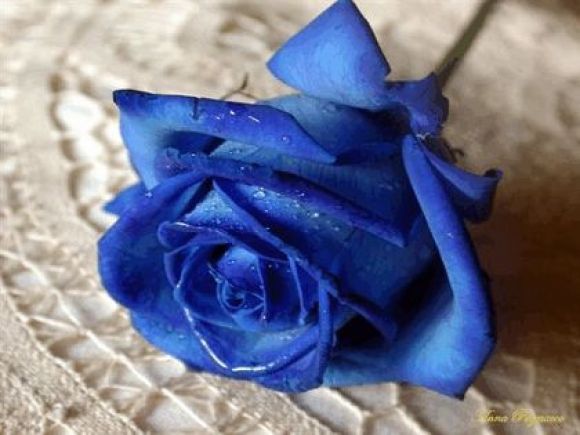 Rosa azul