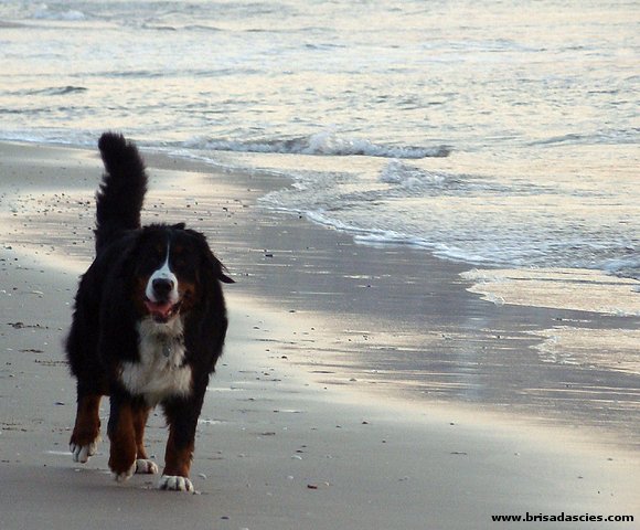 Anouk