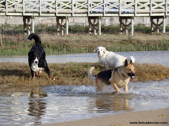 Anouk, Laixa y Kiara en la playa