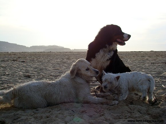 Las 3 chicas...