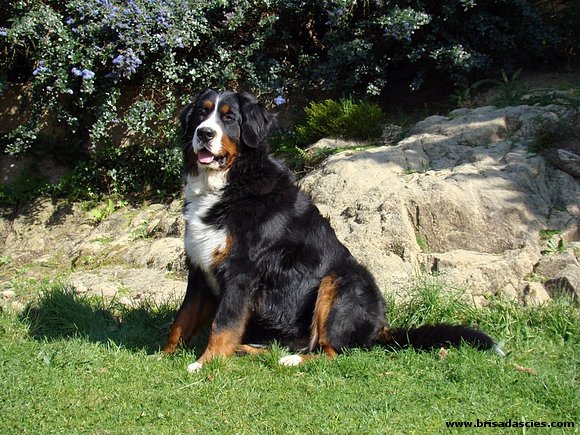 Anouk
