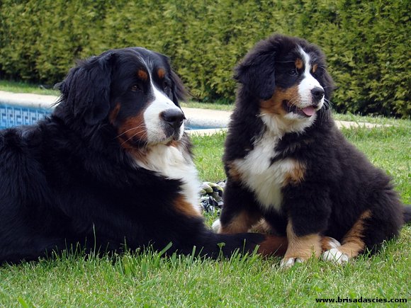 Anouk y Brisa... ¡Ya forman un buen equipo!