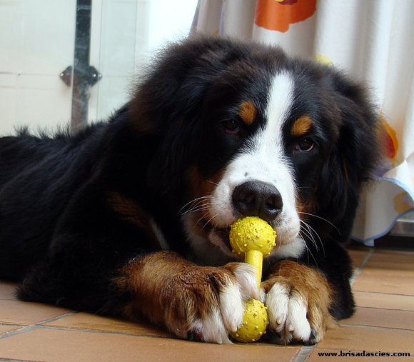 Brisa y su rico "micro" (6 meses)