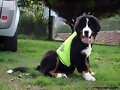 &iexcl;&iexcl;Supeeer Panchooo!!! (con capa inclu&iacute;da!!)