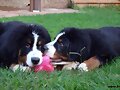 Los hermanitos... (4 meses y medio)