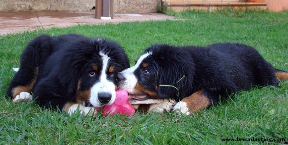 Los hermanitos... (4 meses y medio)