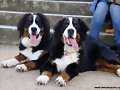 Panchete y Athos... en su paseo ma&ntilde;anero por Vigo