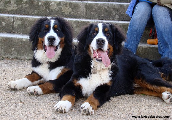 Panchete y Athos... en su paseo mañanero por Vigo