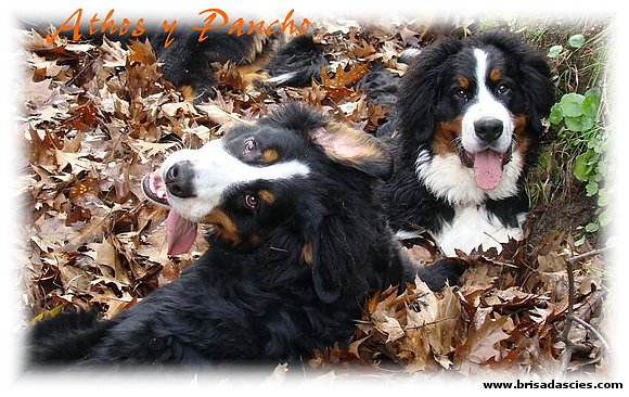 Nos estas llamando??? Pancho y Athos disfrutando!!