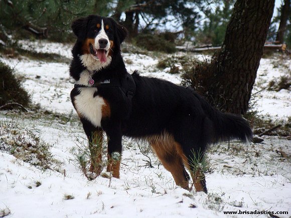 Brisa ya ha conocido la nieve... (10 meses)