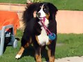 Brisa y su pelota