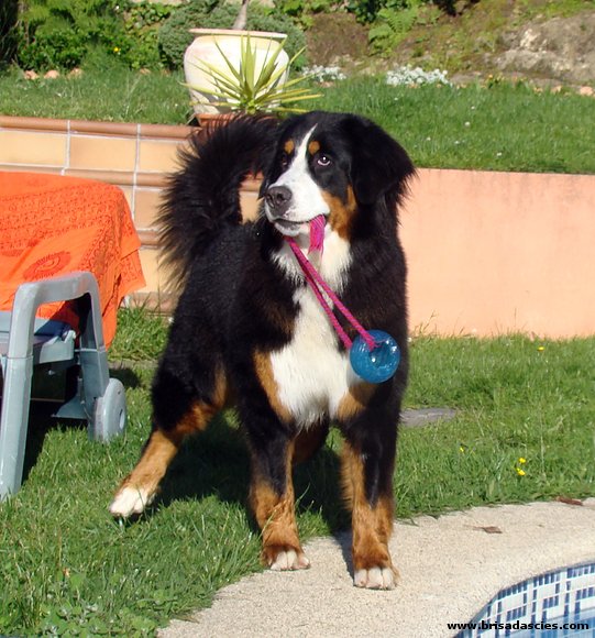 Brisa y su pelota