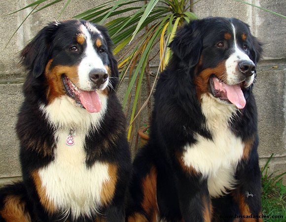 Brisa (14 meses) y Asier (11 meses)