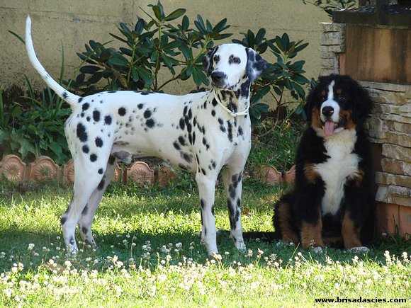 Eros (3 meses) con su nuevo amigo Fito (9 meses)