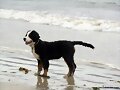 Morgan atento en la playa....