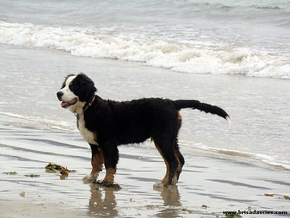 Morgan atento en la playa....