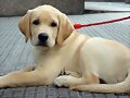 Jubacan Lume con casi 3 meses