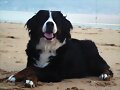 Dunita en la playa... con su pose tan &quot;pija&quot;...