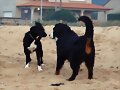 Duna jugando
