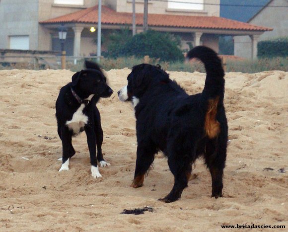 Duna jugando