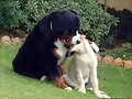 Como se quieren...