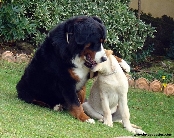 Como se quieren...