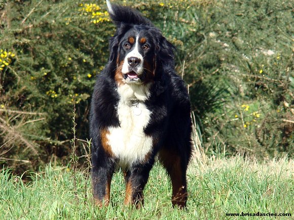 Anouk