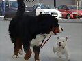 Anouk y Sarko a la carrera
