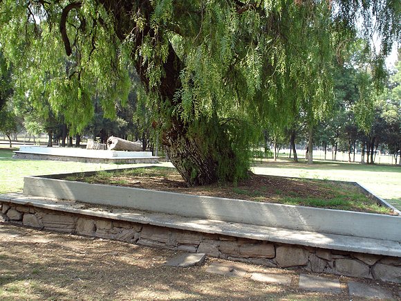 El árbol del romance