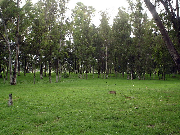 Zona ecológica en Zacatenco