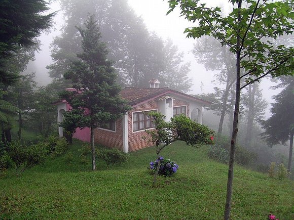En medio del bosque y la bruma