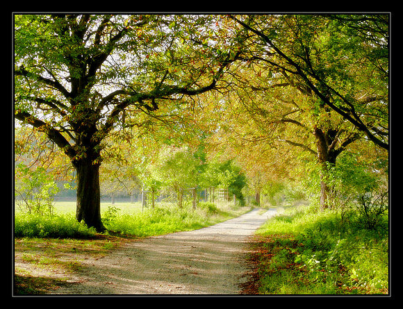 El camino de la vida