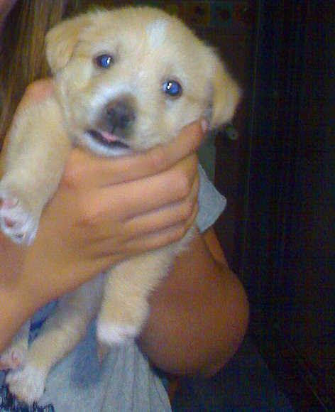 Nala de cachorro