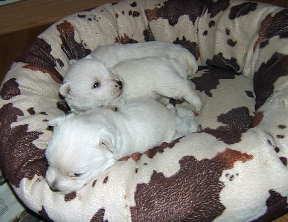 Cachorritos de Ronda con 24 días...