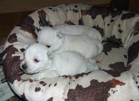 Otra foto de los peques con 24 días de vida...