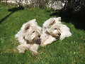 Ronda y Popita
