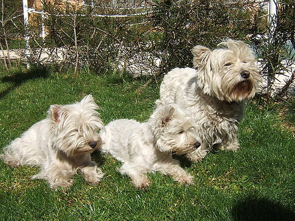 Toda la familia