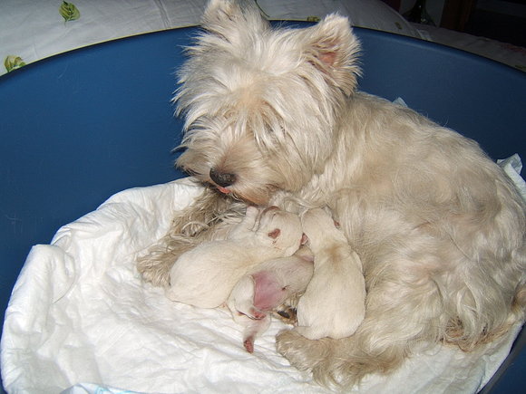 Ronda con sus cachorritos...