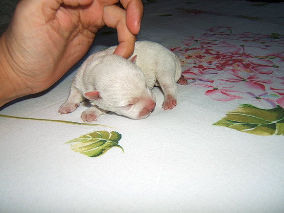 Cachorro de Ronda, con 2 días de vida