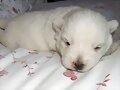 Cachorro con 15 d&iacute;as...